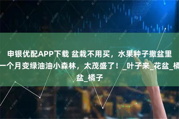 申银优配APP下载 盆栽不用买，水果种子撒盆里，一个月变绿油油小森林，太茂盛了！_叶子来_花盆_橘子